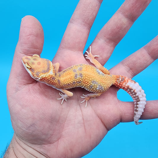 Female Mandarin Inferno Jungle Tremper Albino