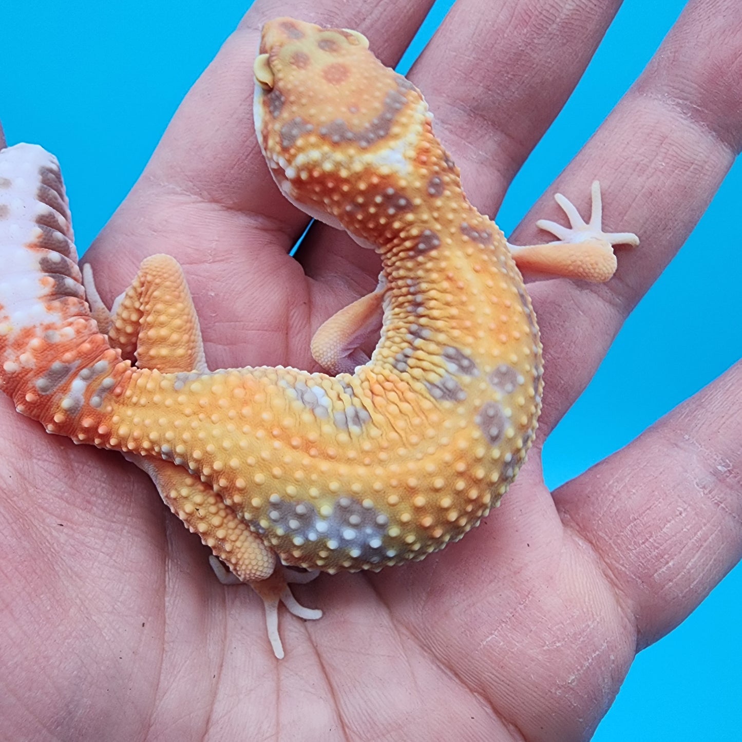 Female Mandarin Inferno Jungle Tremper Albino