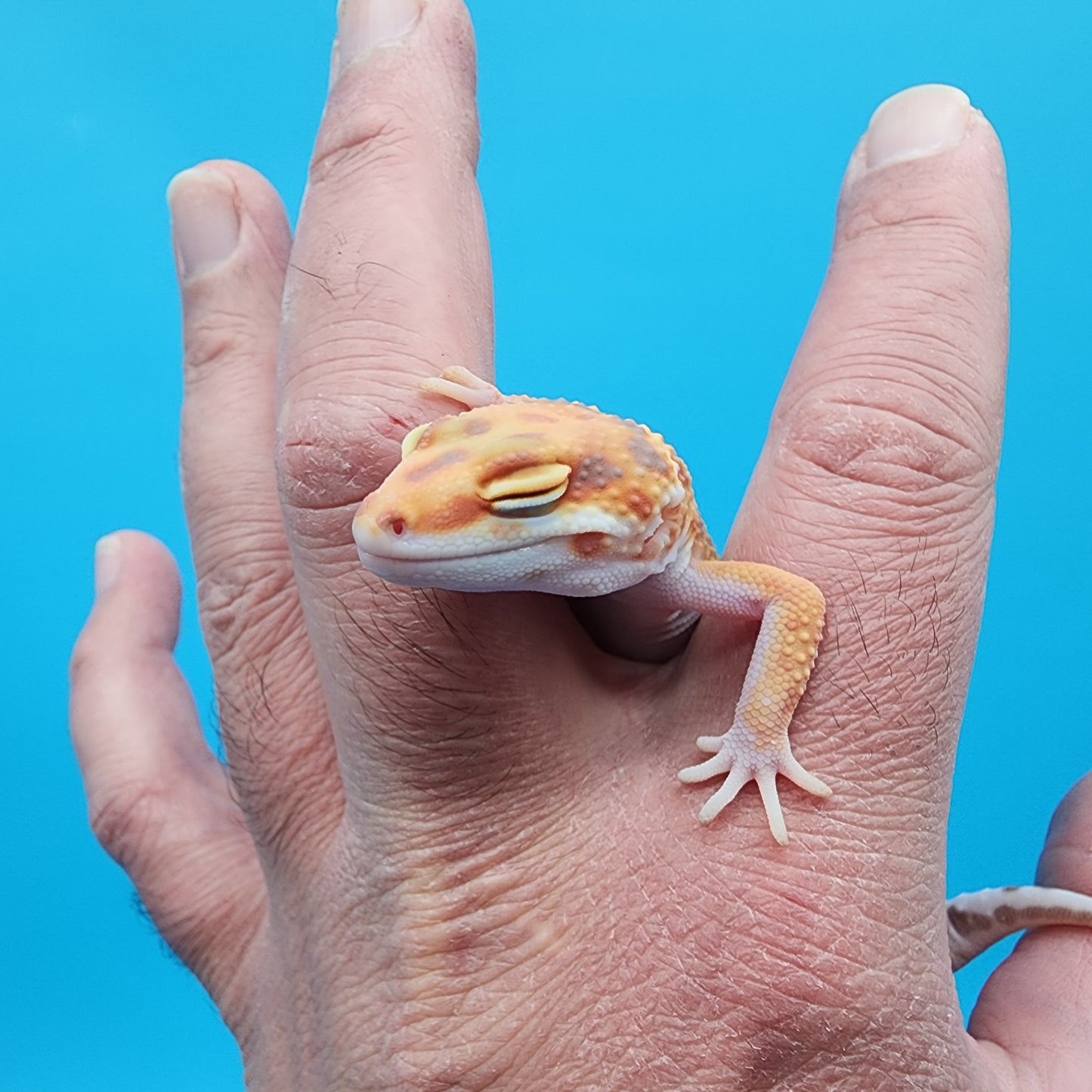 Female Mandarin Inferno Jungle Tremper Albino