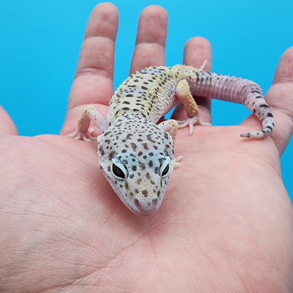 Male Fasciolatus Macularius