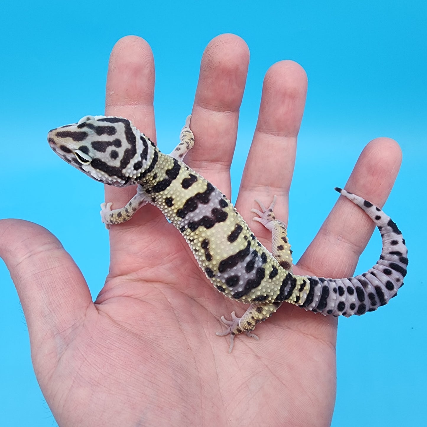 Female Fasciolatus Bold Turcmenicus