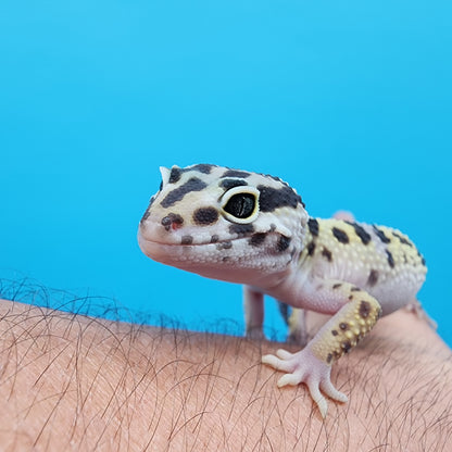 Female Fasciolatus Bold Turcmenicus