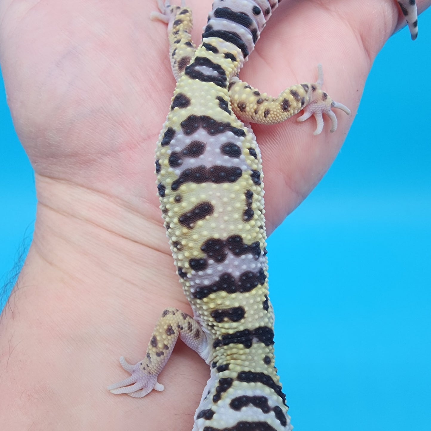 Female Fasciolatus Bold Turcmenicus