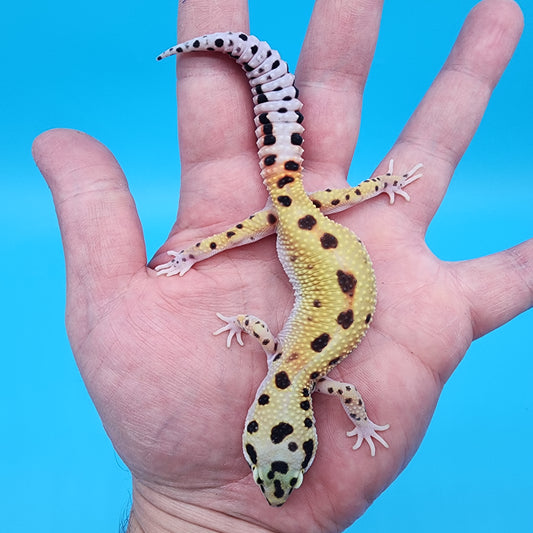 Female Bold Eclipse possible W&Y 100% Het Tremper Albino