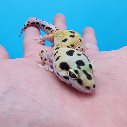 Female Bold Eclipse possible W&Y 100% Het Tremper Albino