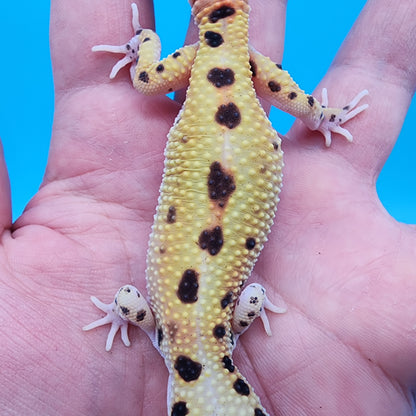 Female Bold Eclipse possible W&Y 100% Het Tremper Albino