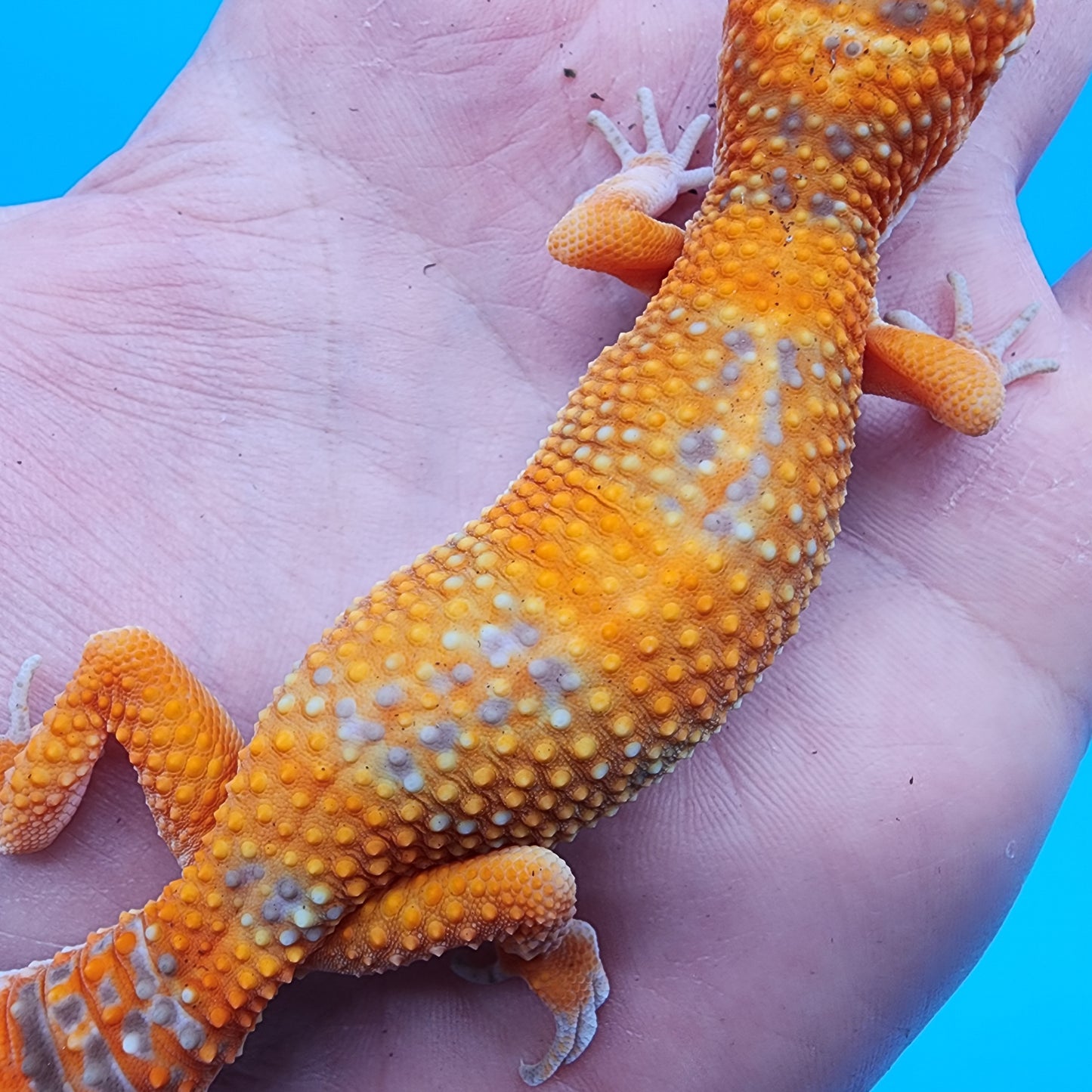 Female Mandarin Tremper Albino possible W&Y