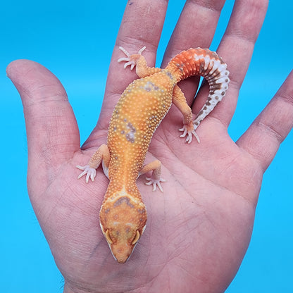 Female Mandarin Inferno Jungle Tremper Albino