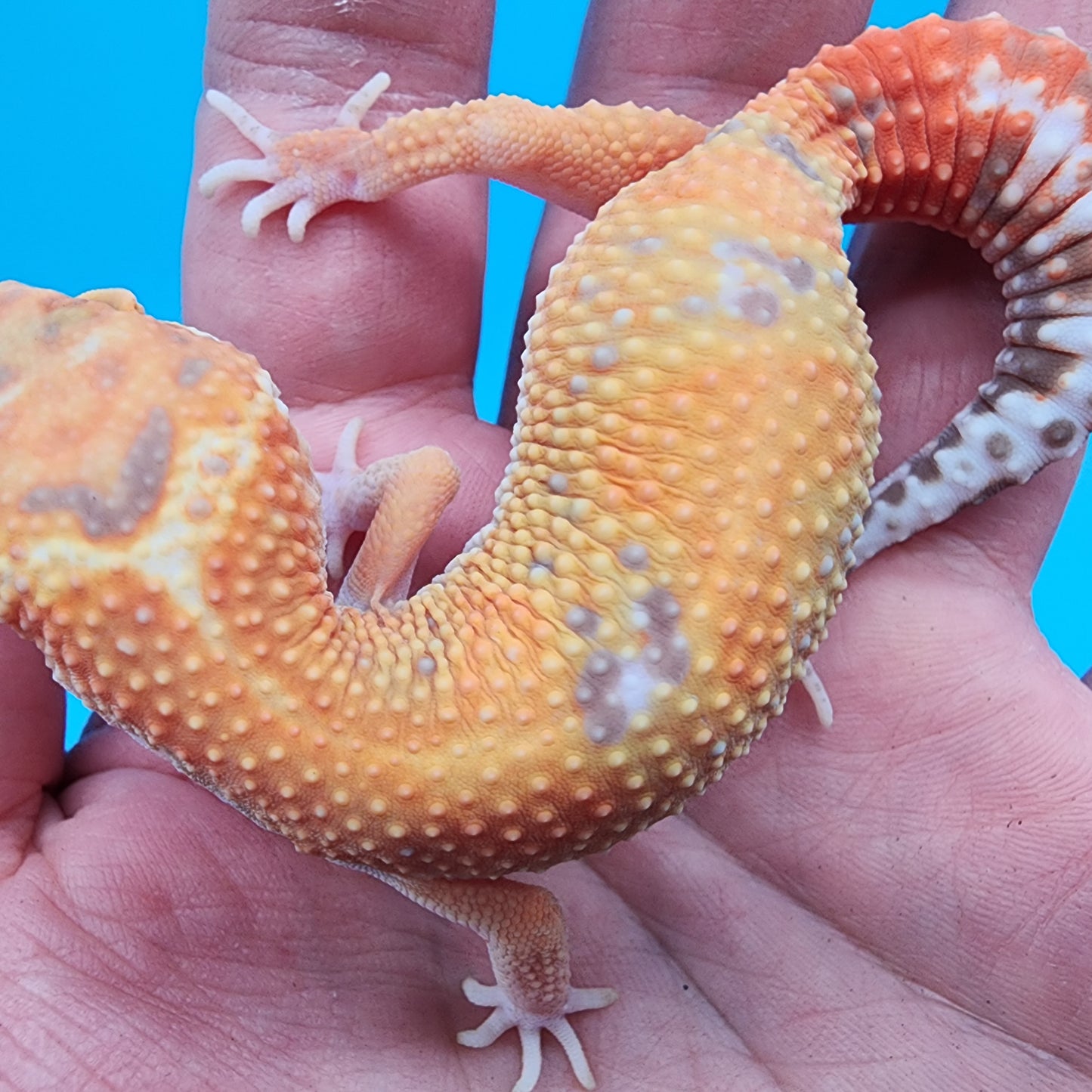 Female Mandarin Inferno Jungle Tremper Albino