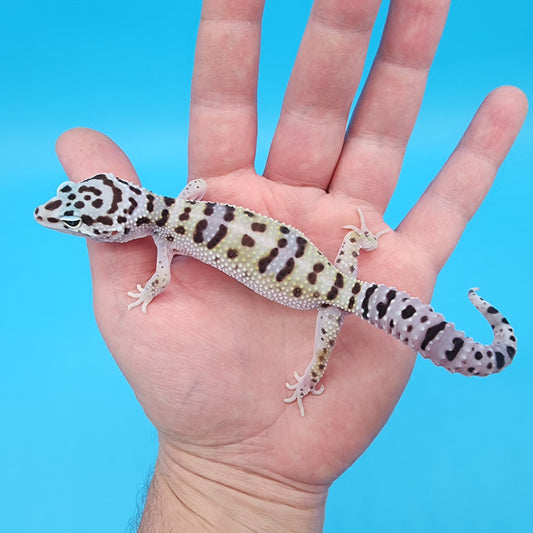 Female Fasciolatus Bold Turcmenicus