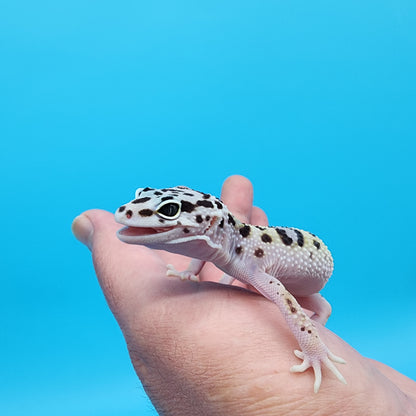 Female Fasciolatus Bold Turcmenicus