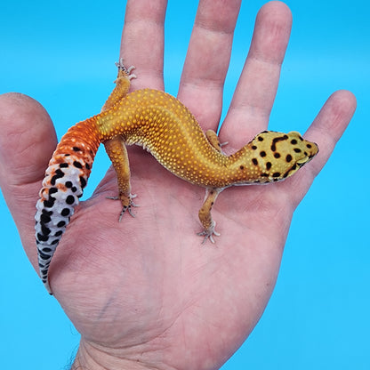 Female Red Diamond Mandarin Inferno