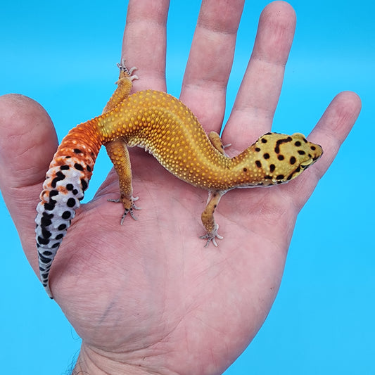 Female Red Diamond Mandarin Inferno