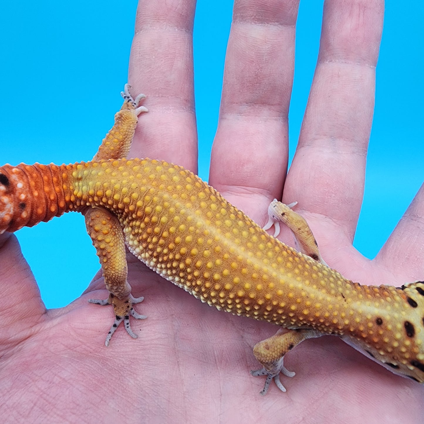 Female Red Diamond Mandarin Inferno