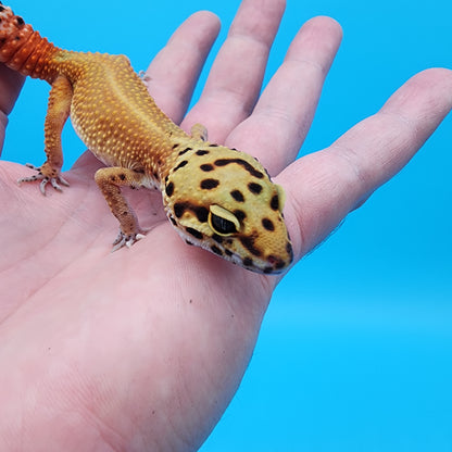 Female Red Diamond Mandarin Inferno