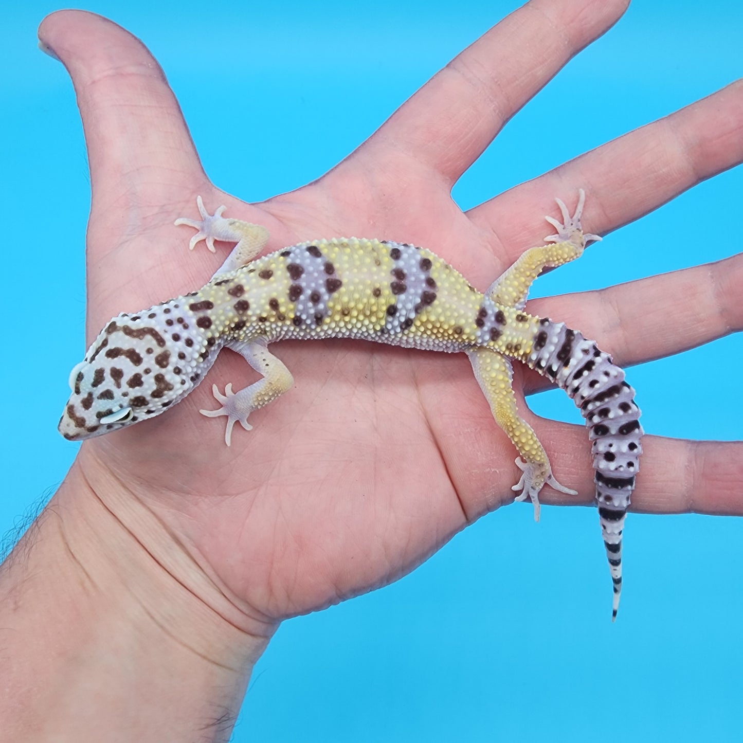 Male Fasciolatus Bold Turcmenicus