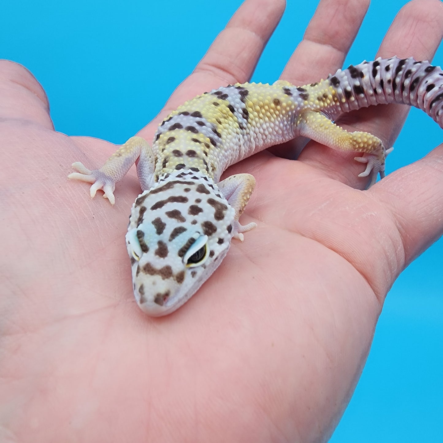 Male Fasciolatus Bold Turcmenicus