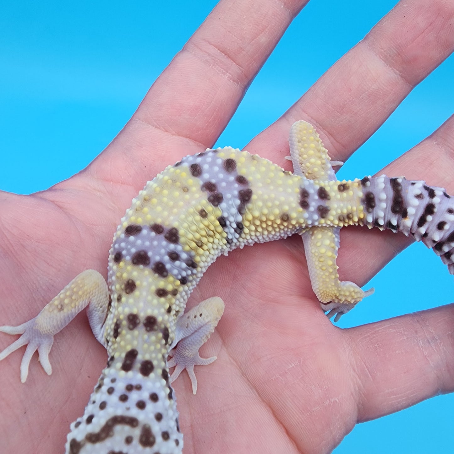 Male Fasciolatus Bold Turcmenicus