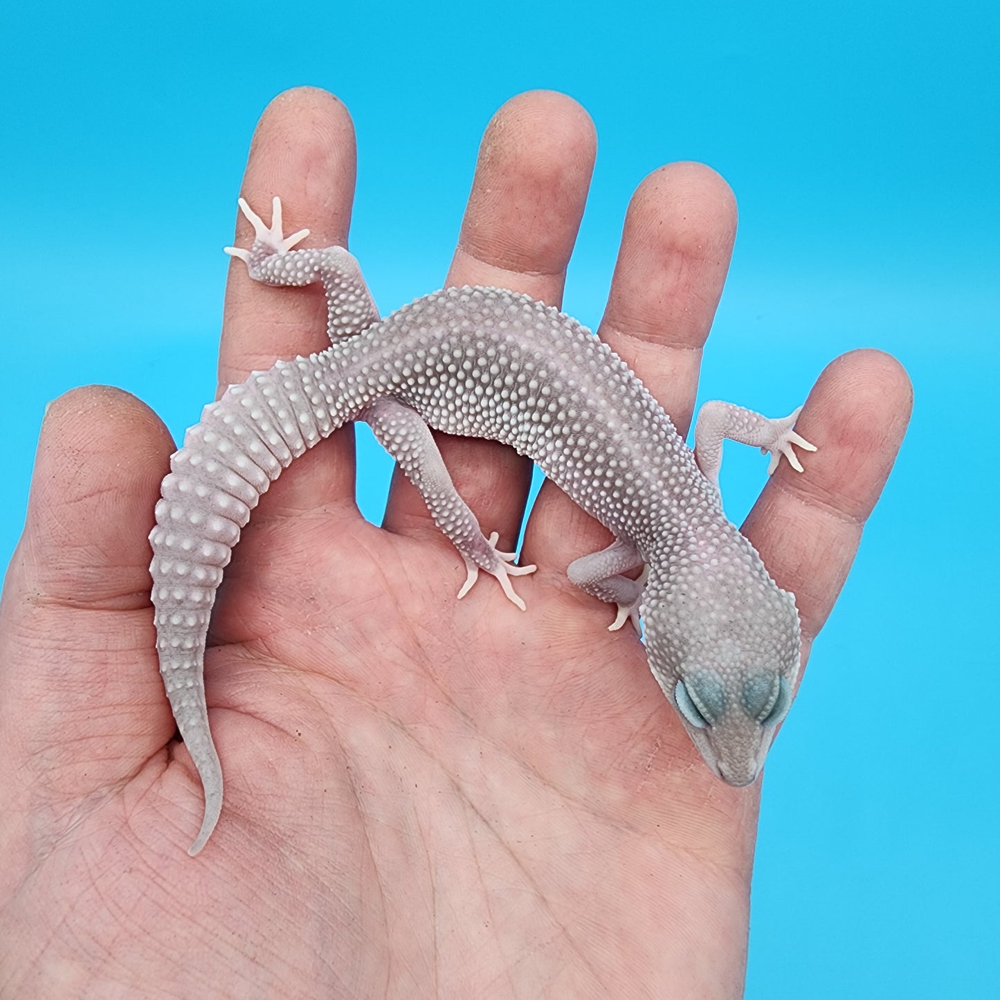 Female Afghanicus Blizzard pos Mack Snow 100% het Diablo Blanco