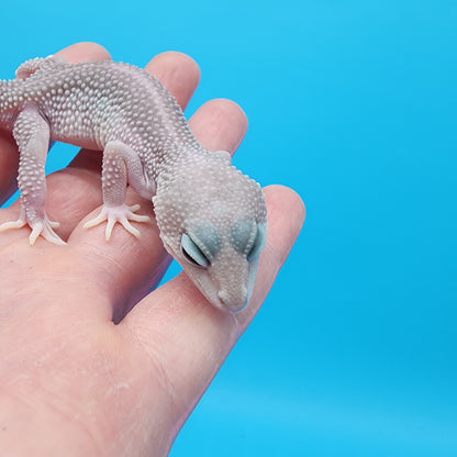 Female Afghanicus Blizzard pos Mack Snow 100% het Diablo Blanco