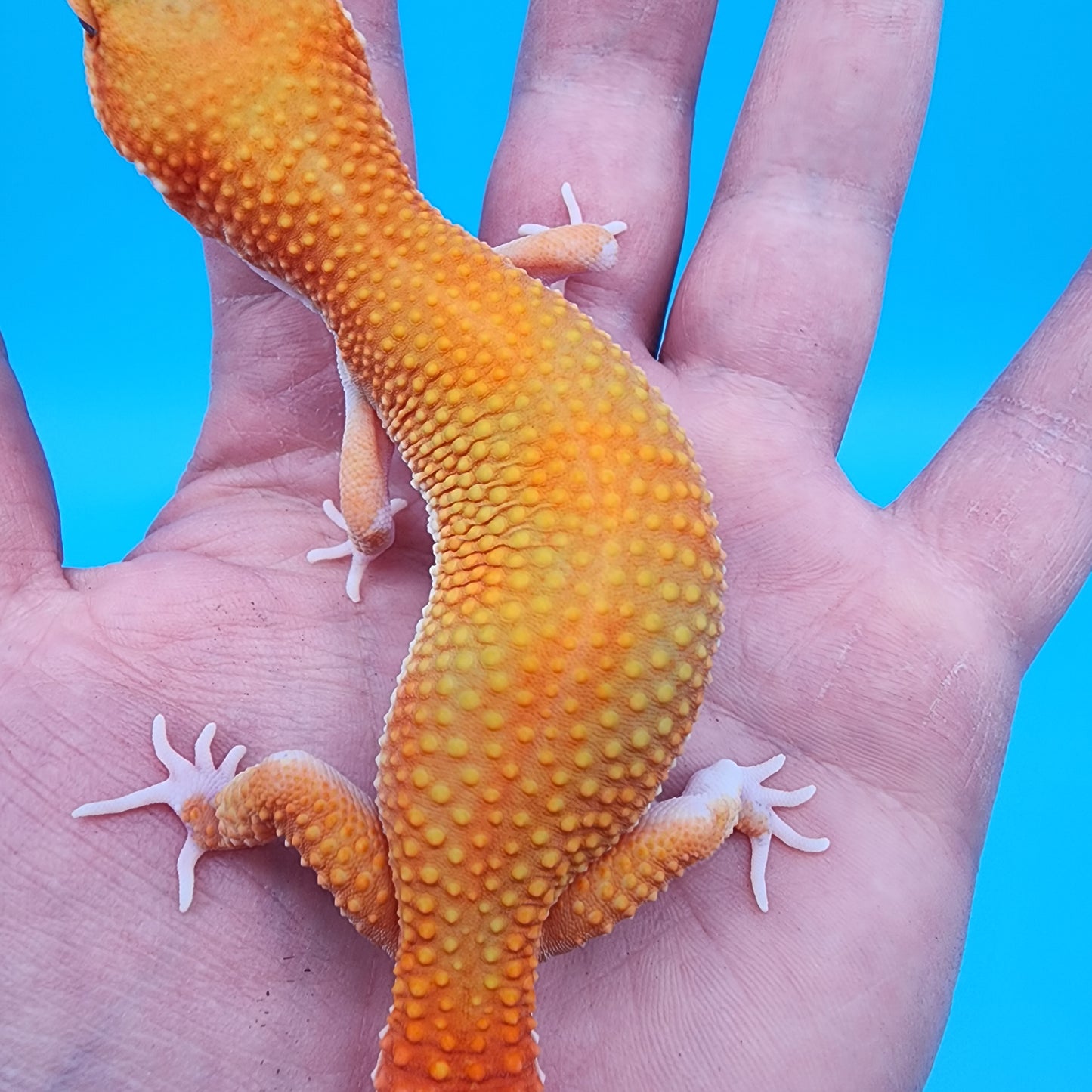 Female Mandarin Inferno Eclipse Emerine Jungle 100% het Tremper Albino