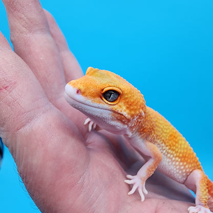 Female Mandarin Inferno Eclipse Emerine Jungle 100% het Tremper Albino