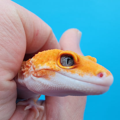 Female Mandarin Inferno Eclipse Emerine Jungle 100% het Tremper Albino