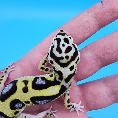 Male Hyper Xanthic Bold Jungle Halloween Mask Bandit