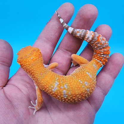 Female Mandarin Inferno Tremper Albino