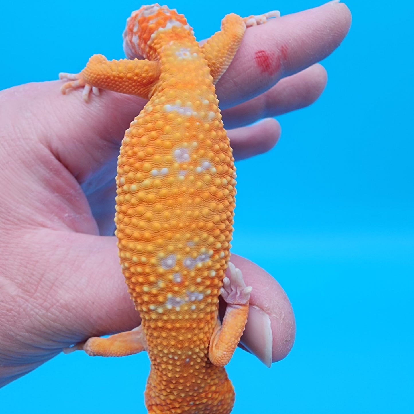 Female Mandarin Inferno Tremper Albino