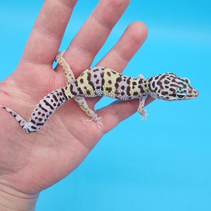 Female Fasciolatus Macularius Turcmenicus