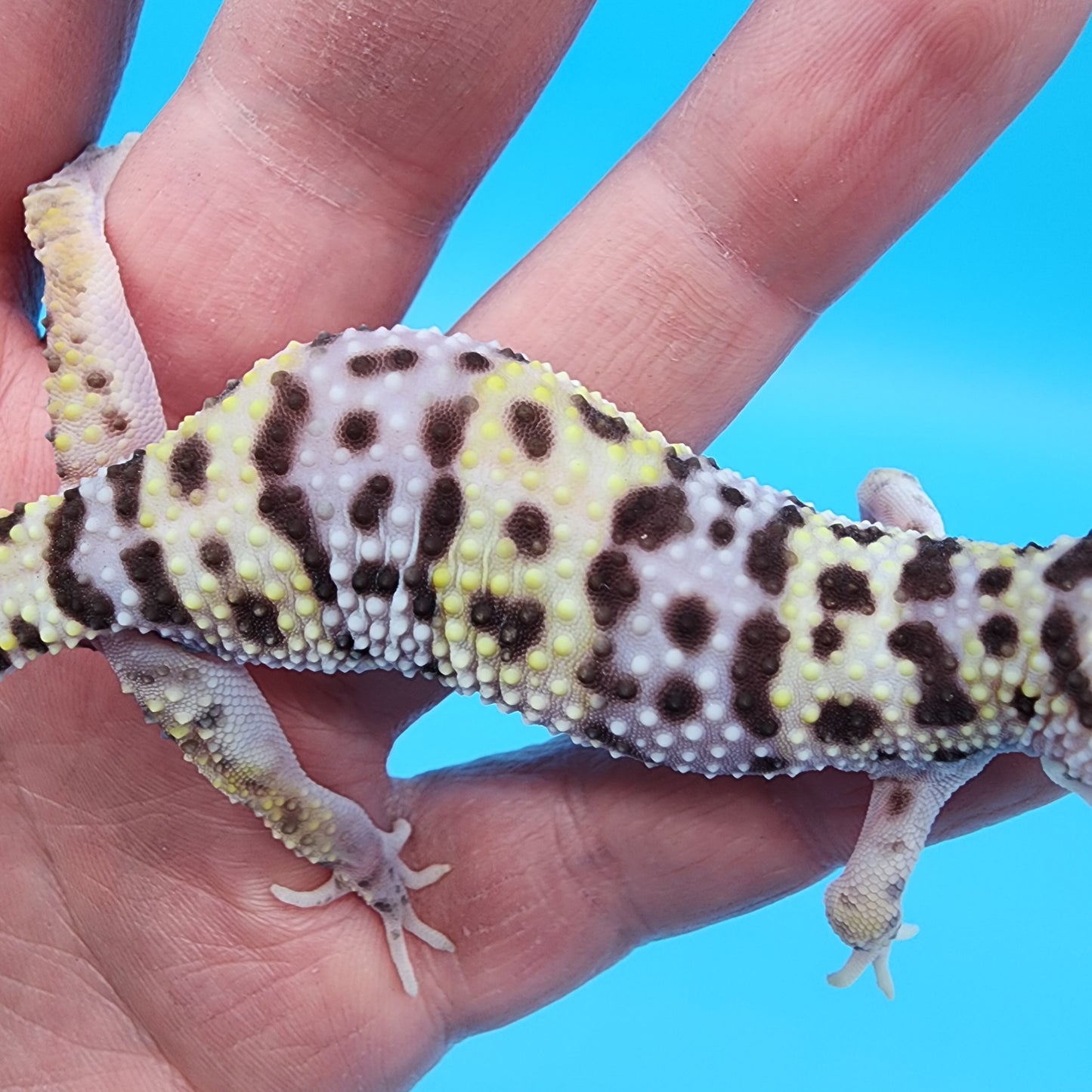 Female Fasciolatus Macularius Turcmenicus