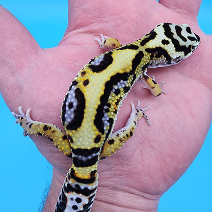 Male Hyper Xanthic Bold Jungle Halloween Mask Bandit (smiley face + kink tail-tip)