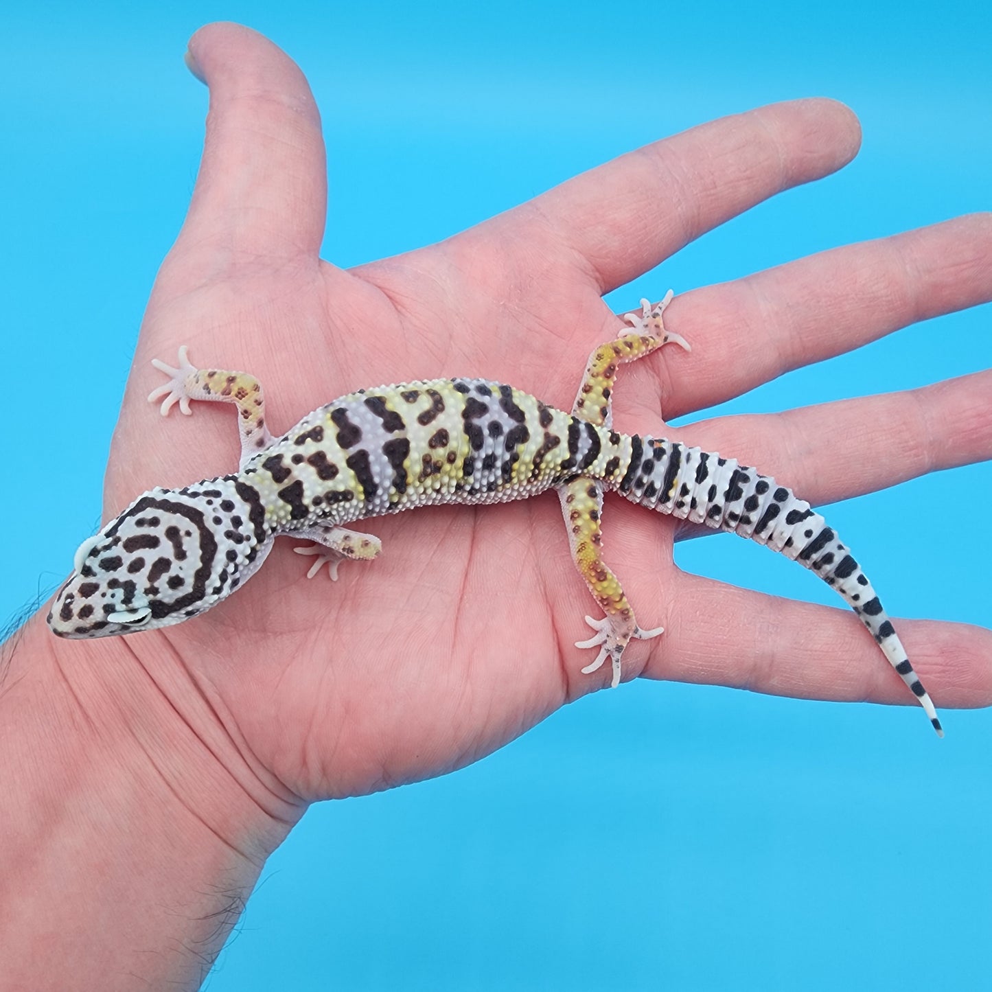 Female Fasciolatus Macularius Turcmenicus