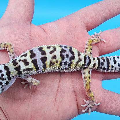 Female Fasciolatus Macularius Turcmenicus