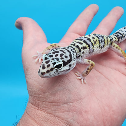 Female Fasciolatus Macularius Turcmenicus