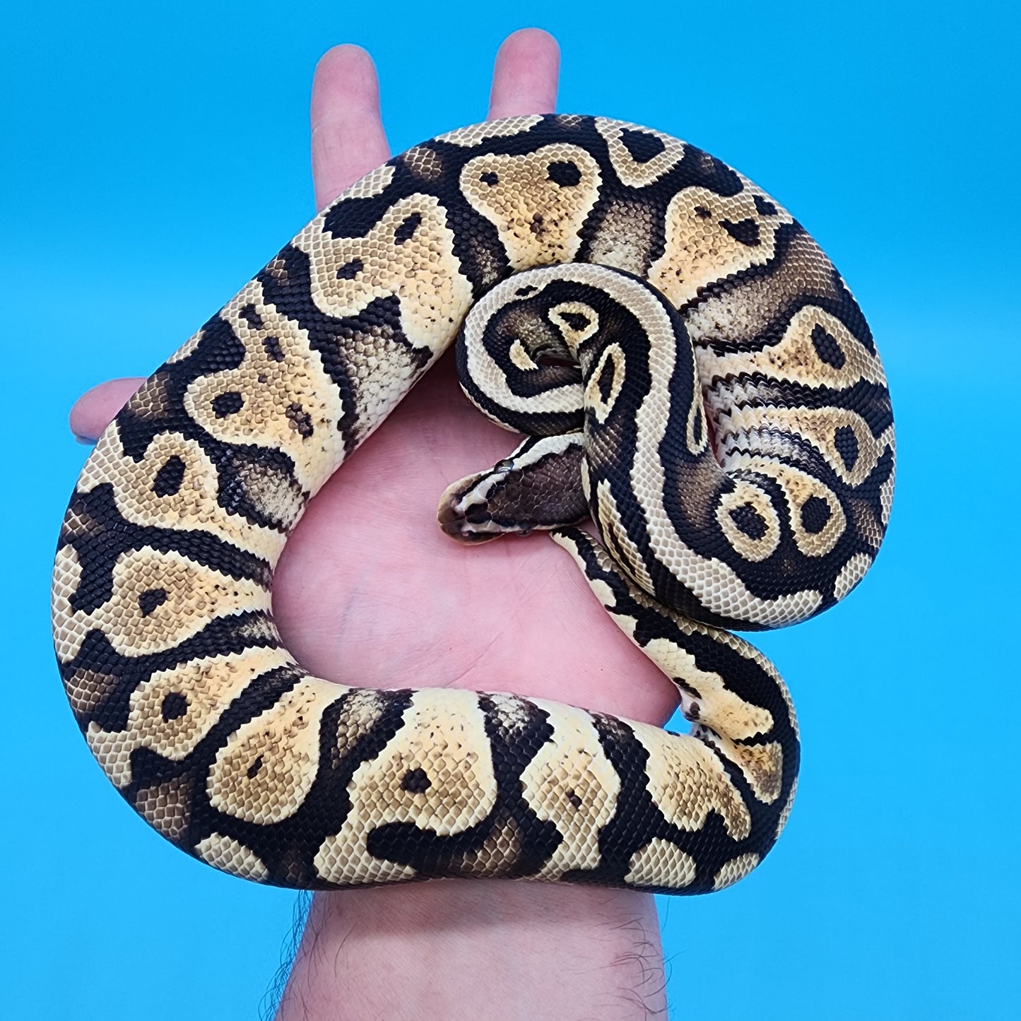 Male Pastel Yellow Belly Pos. Het Puzzle Pos. Het Clown