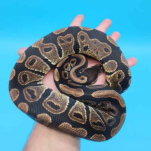 Male Yellow Belly 100% Het Puzzle