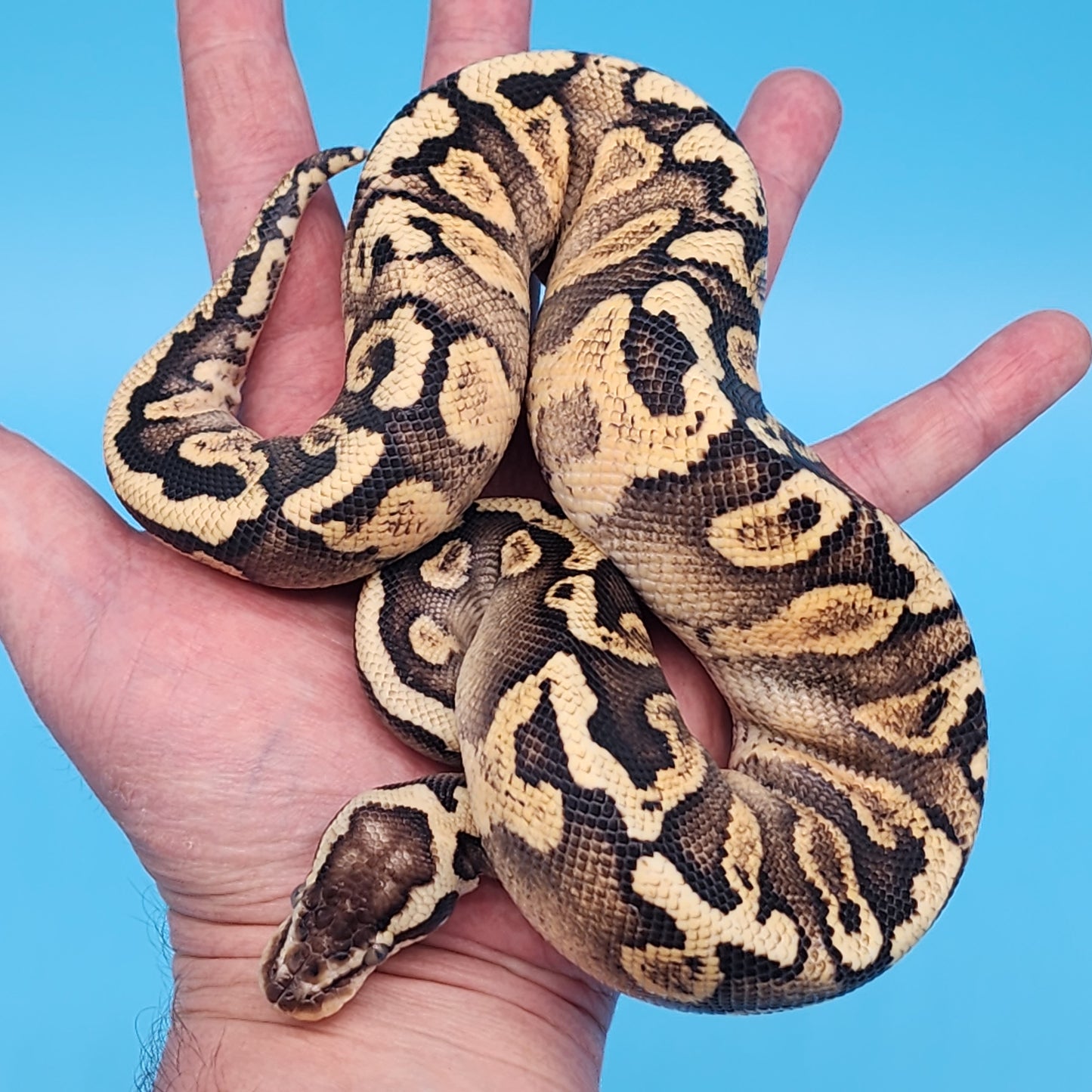 Male GHI Fire Yellow Belly Pastel Pos. Het Puzzle Pos. Het Clown (In Shed)