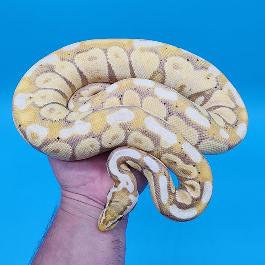 Male Super Pastel Banana Yellow Belly 100% Het Puzzle