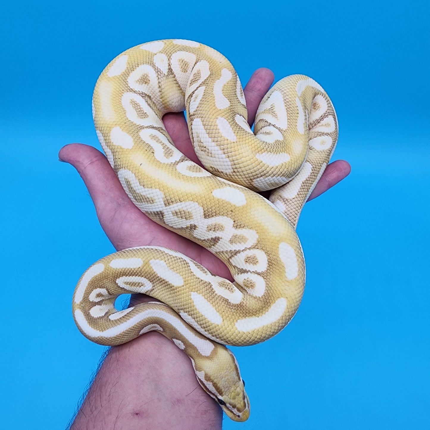 Male Super Pastel Banana Mojave Yellow Belly 100% Het Puzzle (Possible Fluff)