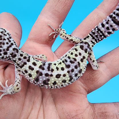 Female Fasciolatus Macularius Turcmenicus