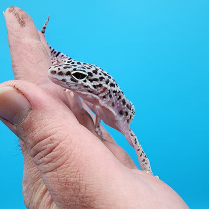 Female Fasciolatus Macularius Turcmenicus