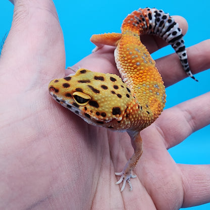 Female Giant Mandarin Inferno Blood Emerine