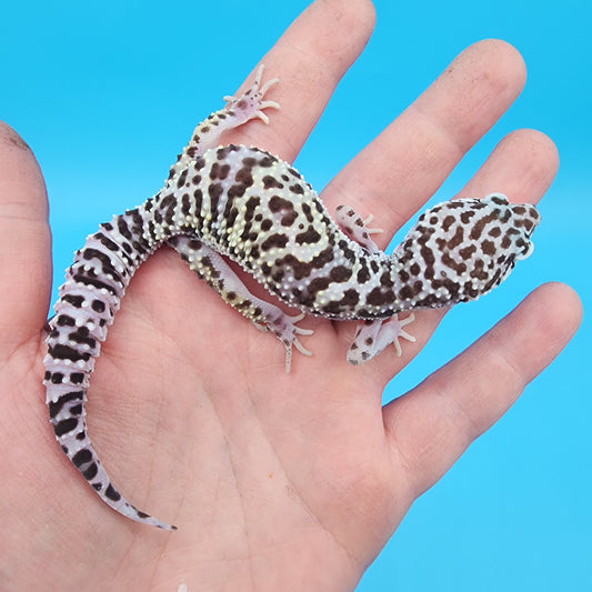 Female Fasciolatus Mack Snow Hyper Xanthic Turmenicus (extra busy pattern)