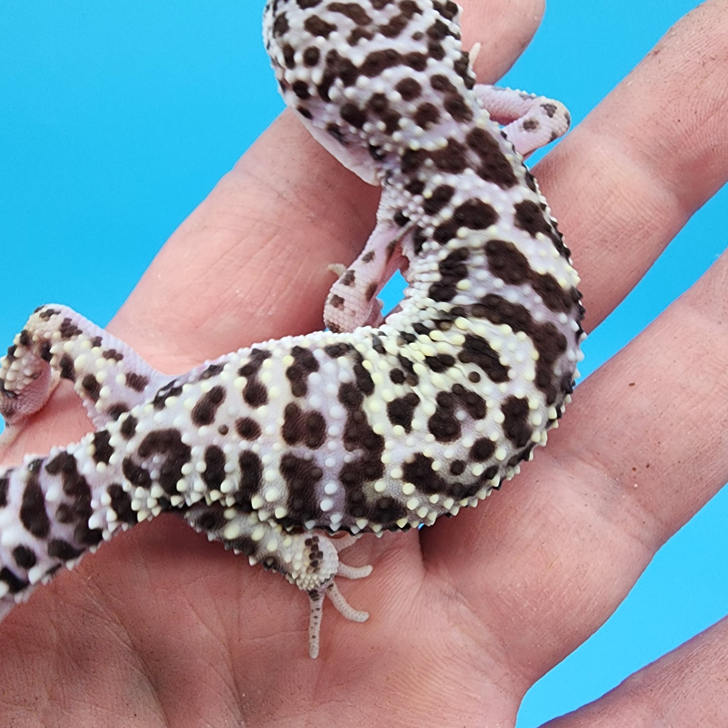 Female Fasciolatus Mack Snow Hyper Xanthic Turmenicus (extra busy pattern)