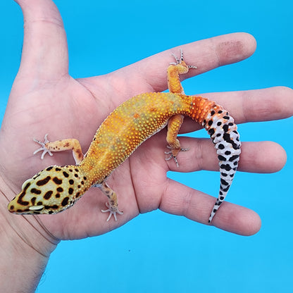 Female Red Diamond Mandarin Inferno Emerine