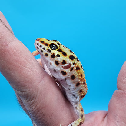 Female Red Diamond Mandarin Inferno Emerine