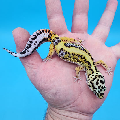 Female Hyper Xanthic Bandit White and Yellow (TBS & Fire Bold Lineage)