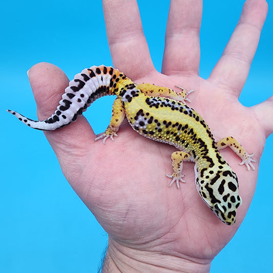 Female Hyper Xanthic Bandit White and Yellow (TBS & Fire Bold Lineage)